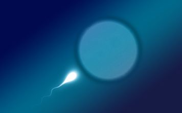 Jak długo żyją plemniki?