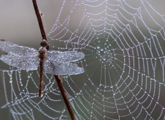 Jak silna jest pajęczyna?