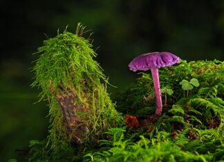 Jak zrobić w domu biała farbę do twarzy?