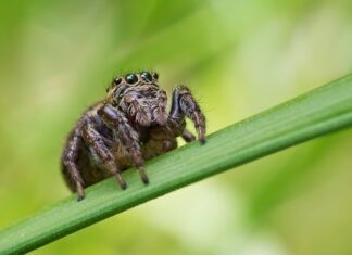 Jak zrobić pająka na twarzy?